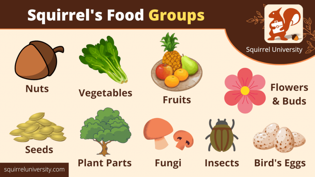 Squirrel food groups