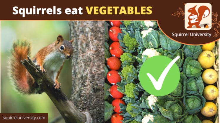 Squirrels eat vegetables
