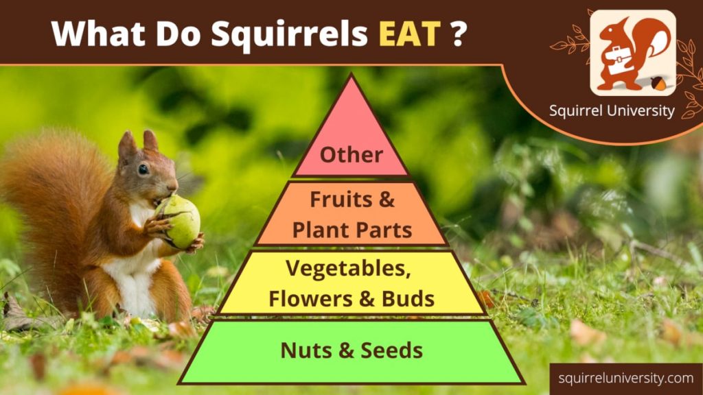 chart what do squirrels eat