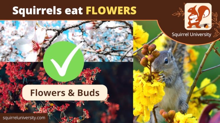 squirrels eat flowers and buds