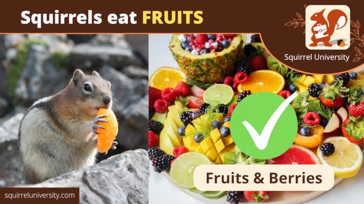 squirrels eat fruits and berries