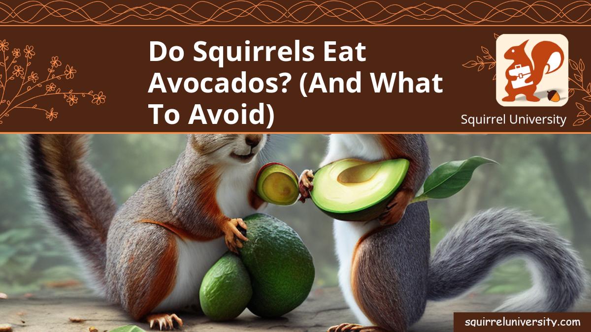 do squirrels eat avocados