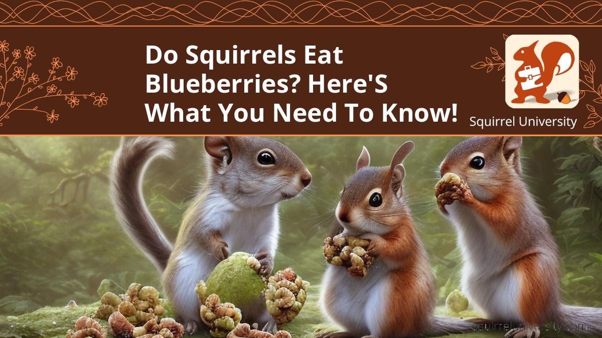 do squirrels eat blueberries