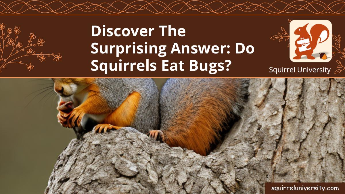 do squirrels eat bugs