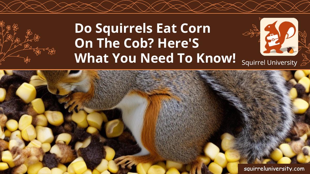 do squirrels eat corn on the cob