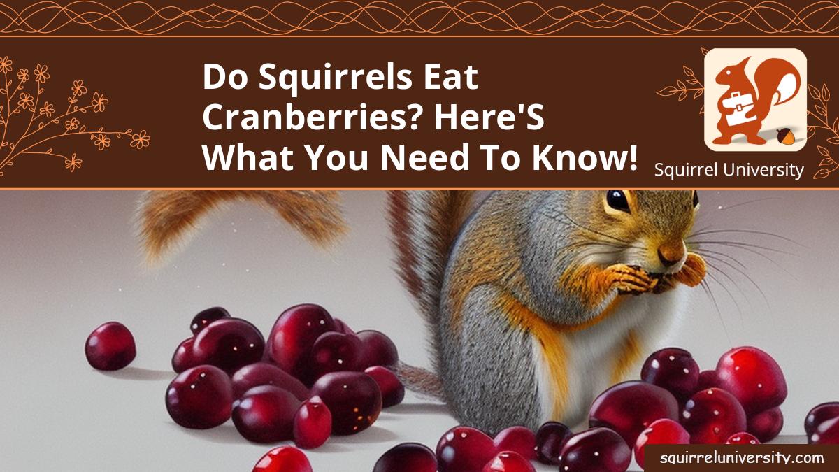 do squirrels eat cranberries