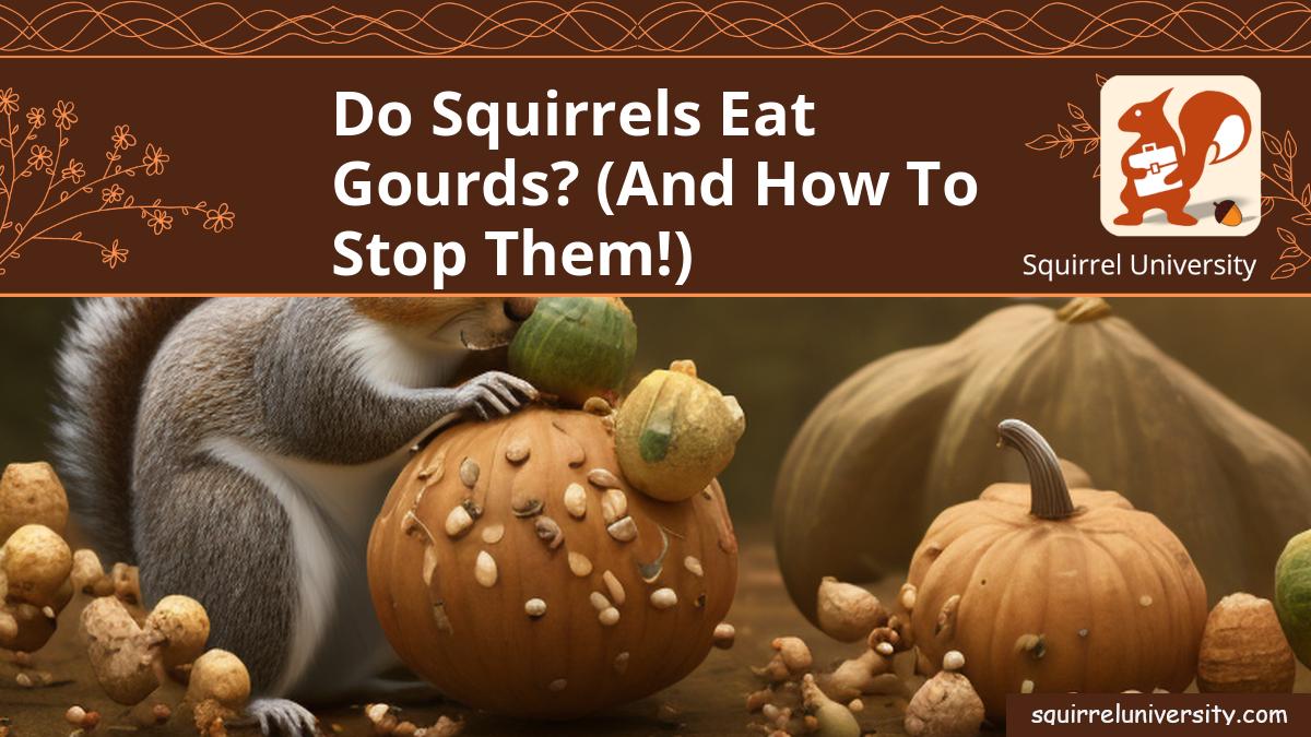 do squirrels eat gourds