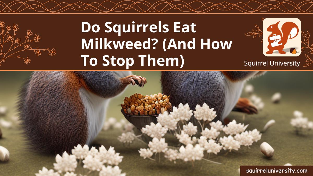 do squirrels eat milkweed
