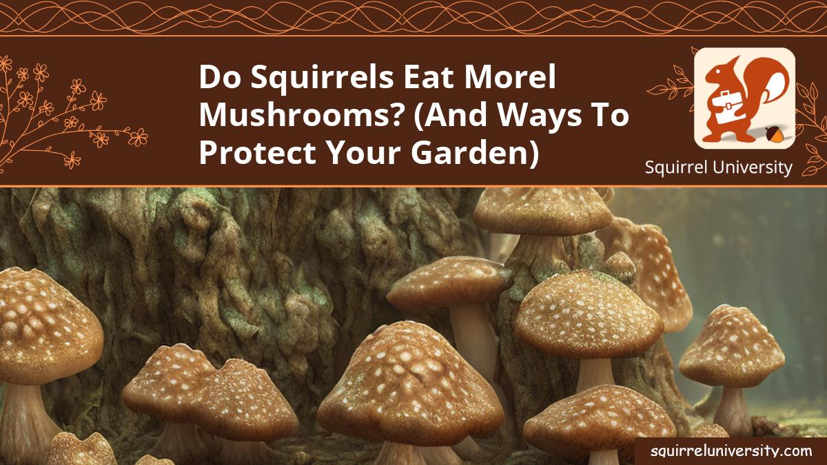 do squirrels eat morel mushrooms