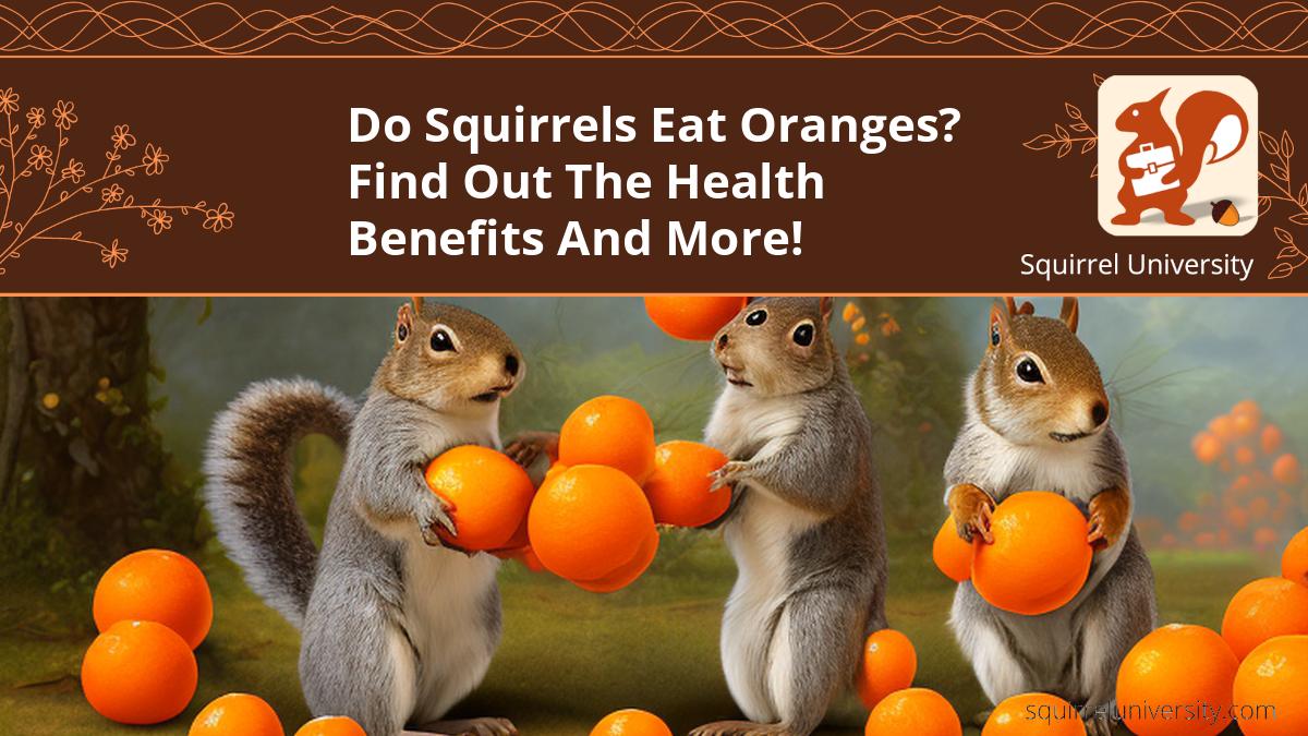 do squirrels eat oranges