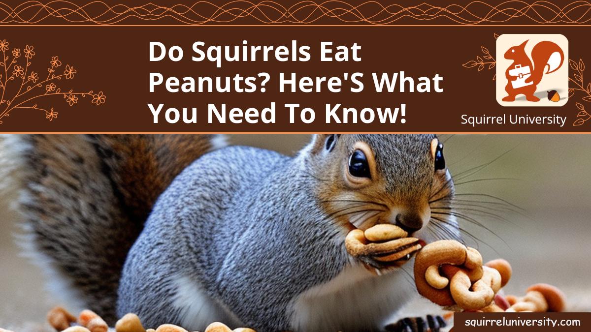 do squirrels eat peanuts