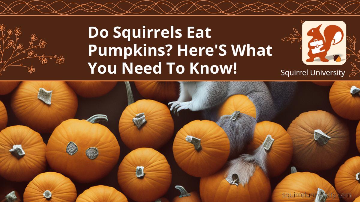 do squirrels eat pumpkins