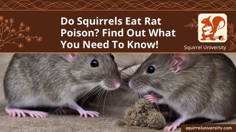 Do Squirrels Eat Rat Poison? Find Out What You Need to Know! - Squirrel ...
