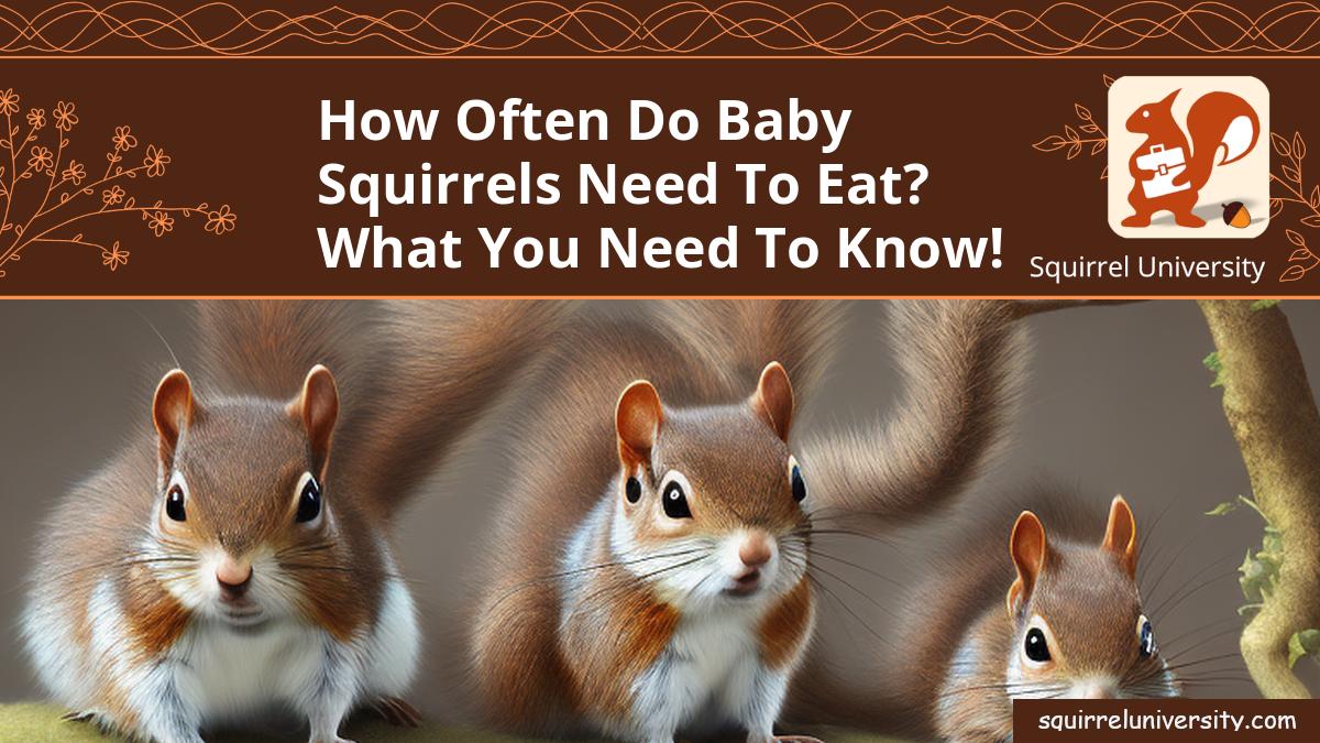 how often do baby squirrels eat