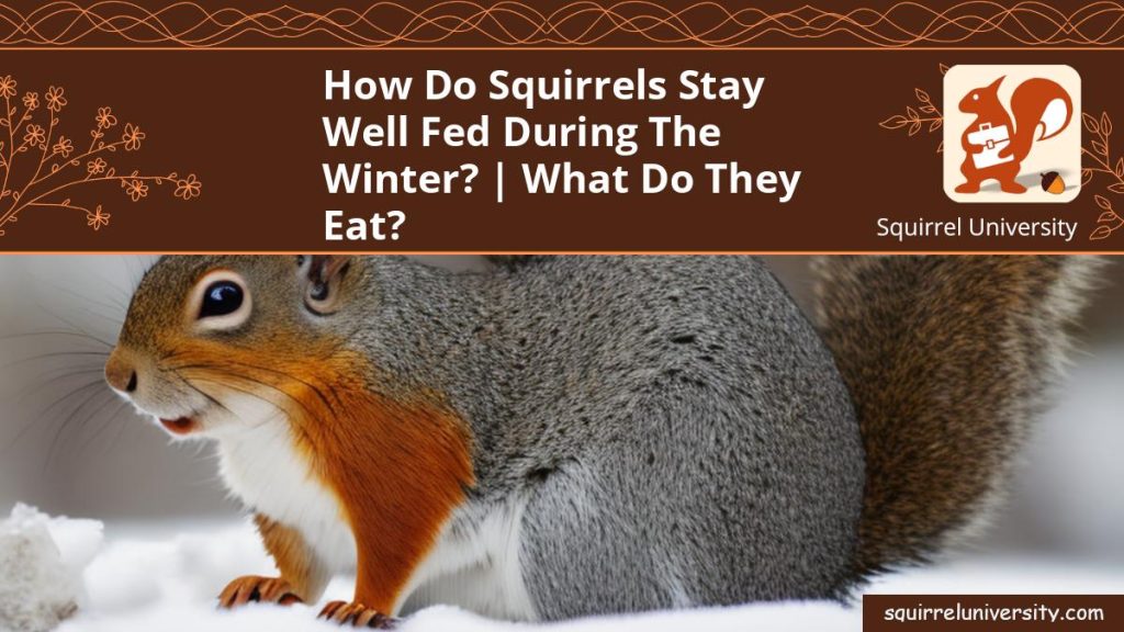What Do Squirrels Eat In The Winter? (ANSWERED) Squirrel University