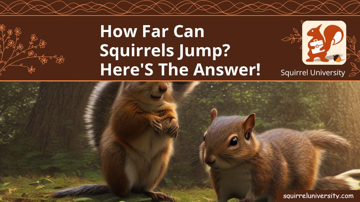 how far can squirrels jump