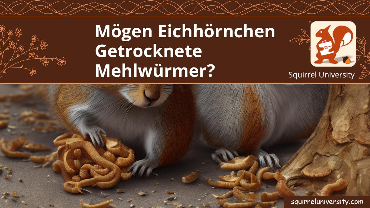 fressen eichhörnchen getrocknete mehlwürmer