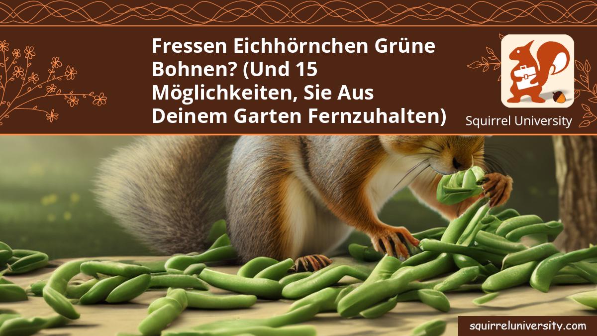 fressen eichhörnchen grüne bohnen