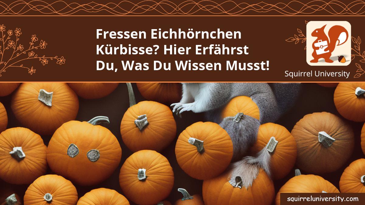 fressen eichhörnchen kürbisse