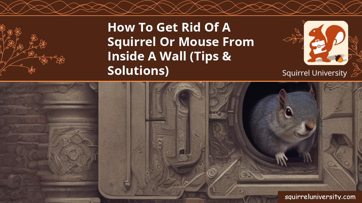 how to get a squirrel out of the wall