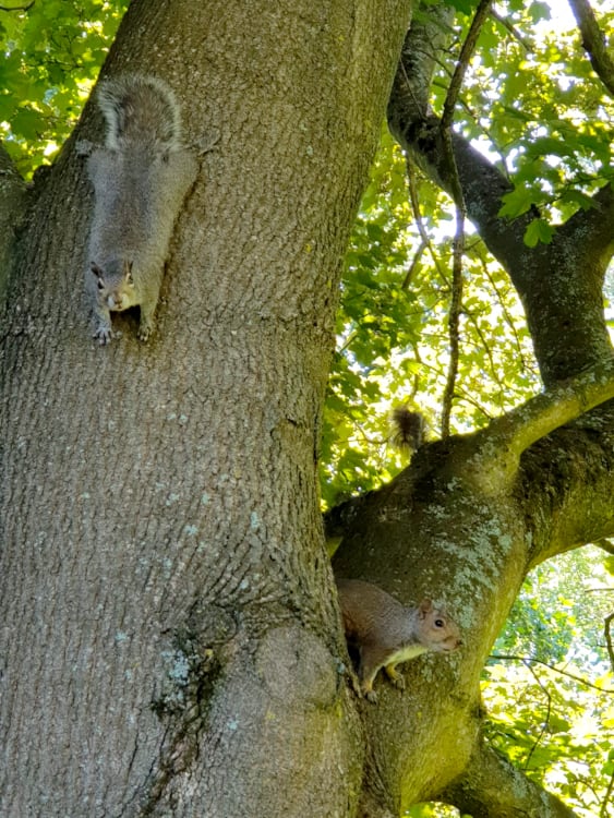 ardillas en el árbol