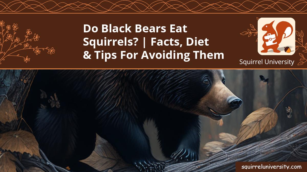 do black bears eat squirrels