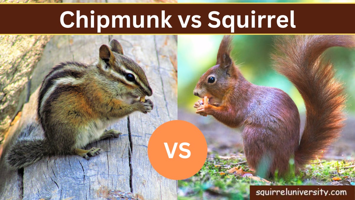 Chipmunk vs Squirrel: Unveiling the Key DISTINCTIONS - Squirrel University