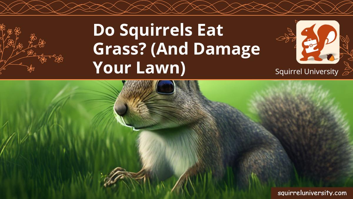 do squirrels eat grass