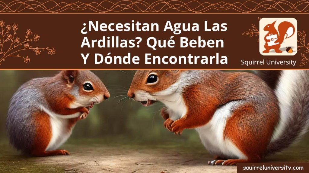 Datos Sobre La Ardilla - Universidad de la Ardilla