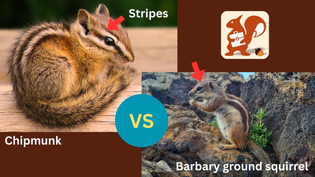 ground squirrel vs chipmunk - stripes