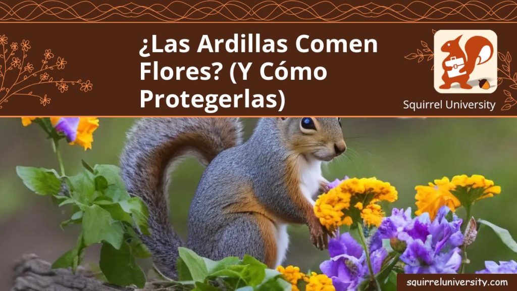 ¿Las ardillas comen flores? (y cómo PROTEGERLAS) - Universidad de la ...
