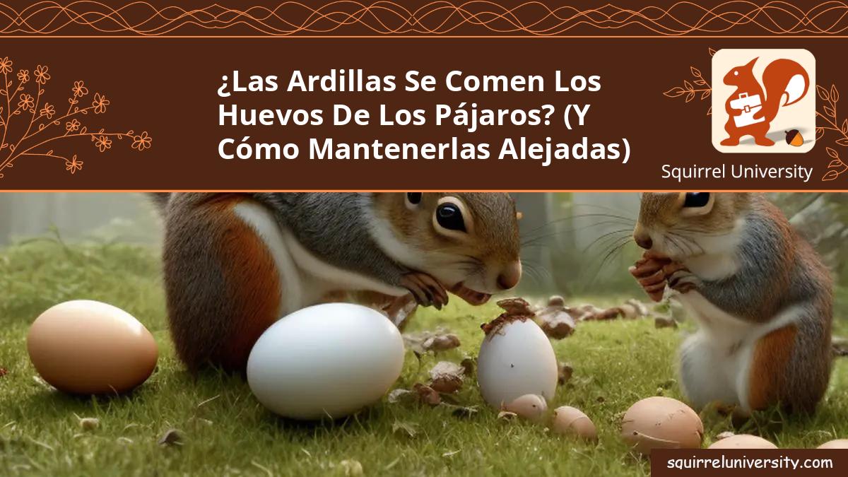 las ardillas comen huevos de pajaros