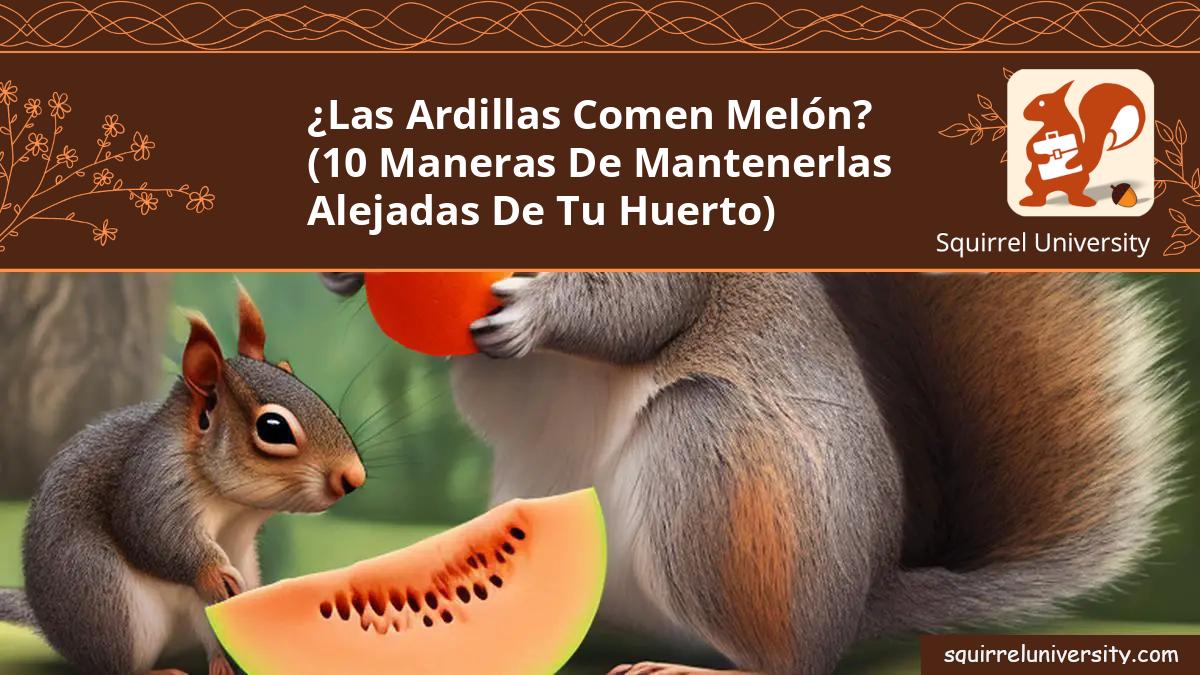 las ardillas comen melon
