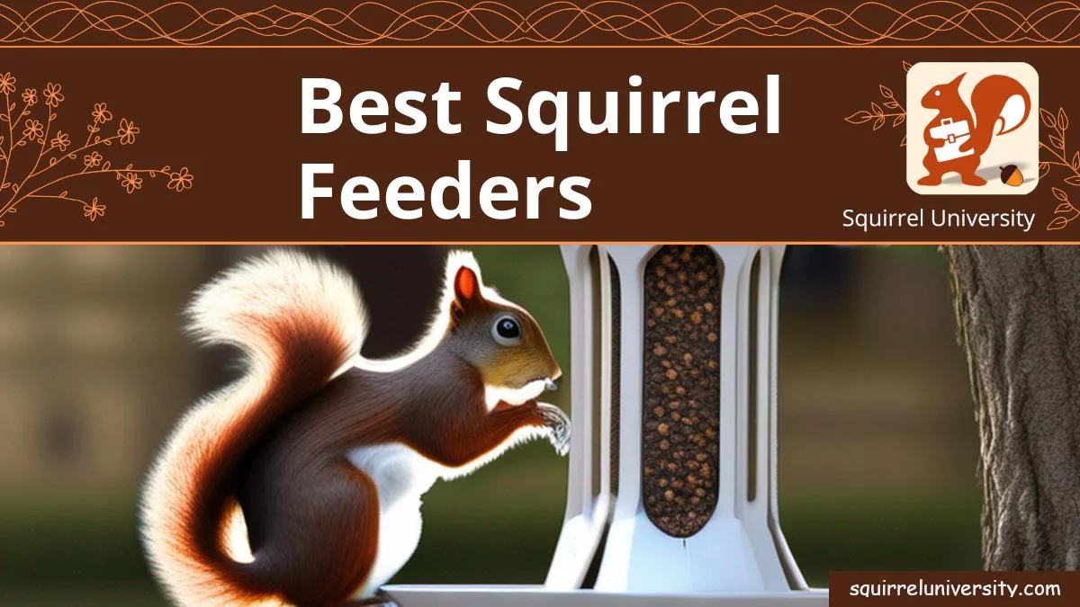 best squirrel feeders