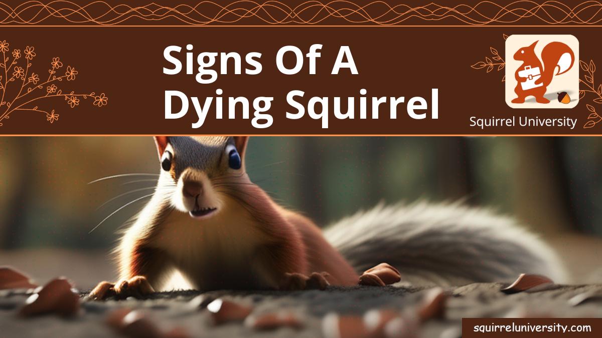 signs of a dying squirrel