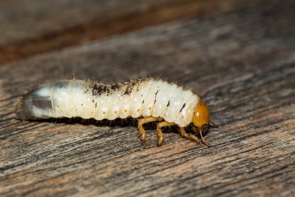 Do Squirrels Eat Grubs? (Keep Your Lawn SAFE!) 2 what are grubs