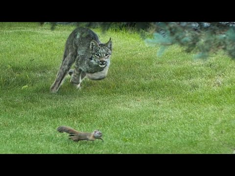 ALASKA Lynx vs. Squirrel Backyard City Battle