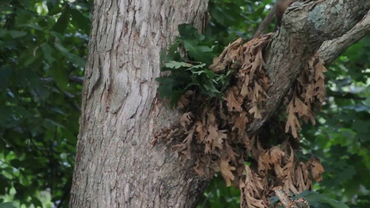 Squirrel Building a Nest
