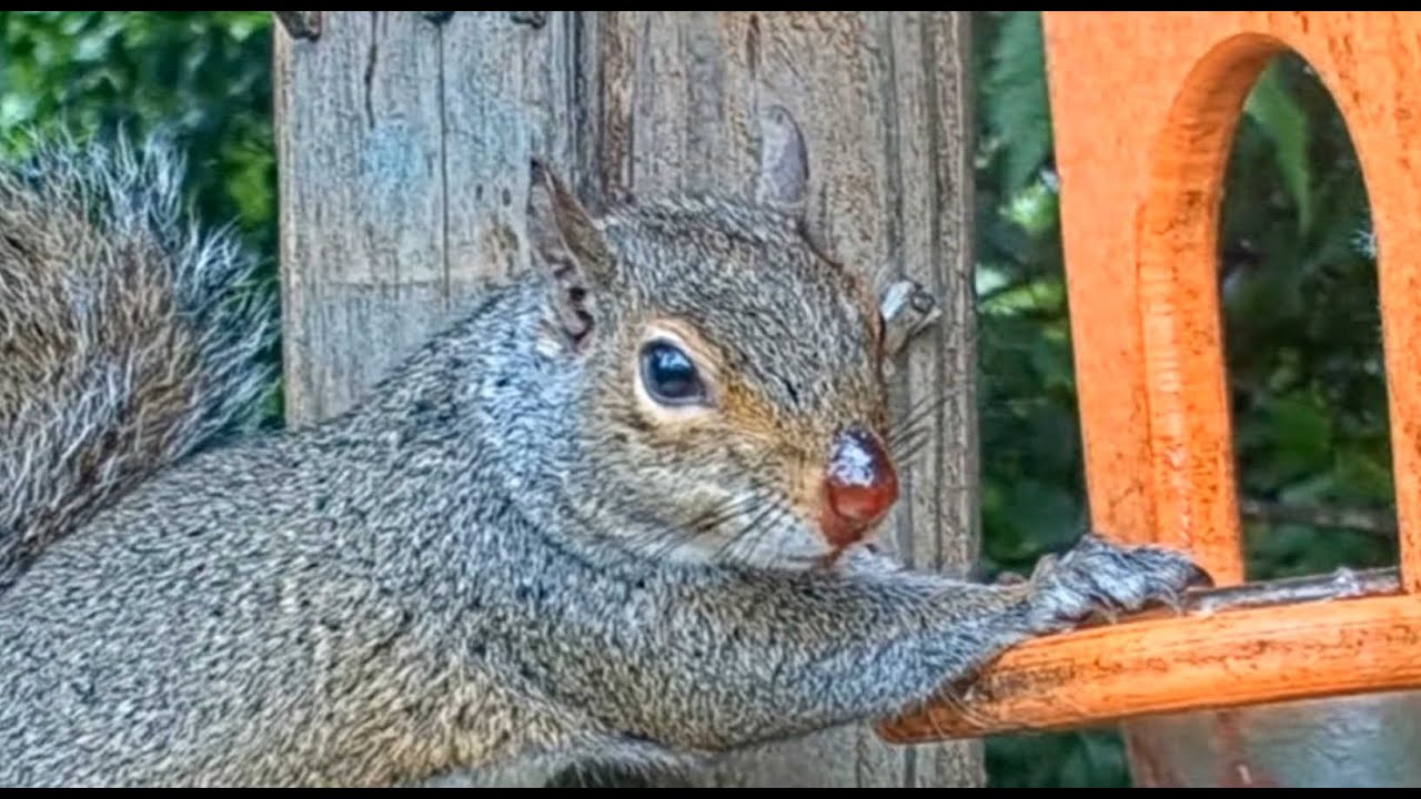 Squirrels Like Grape Jelly at BWHQ