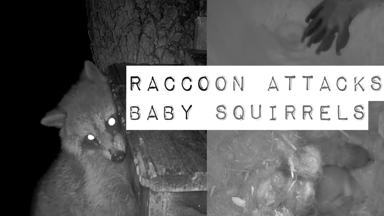 Raccoon’s failed attack on baby squirrels - March 18, 2022 #SqNL
