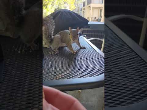 Squirrel Attack two...
